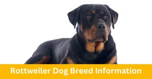 Rottweiler Dog Breed Information Everything You Need To know