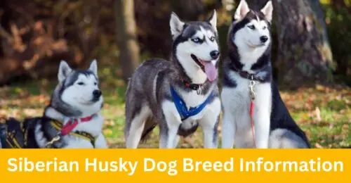 Siberian Husky Dog Breed Information Everything You Need To Know