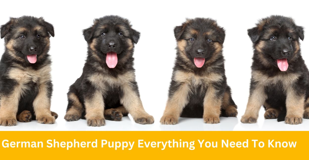 German Shepherd Puppy Everything You Need To Know