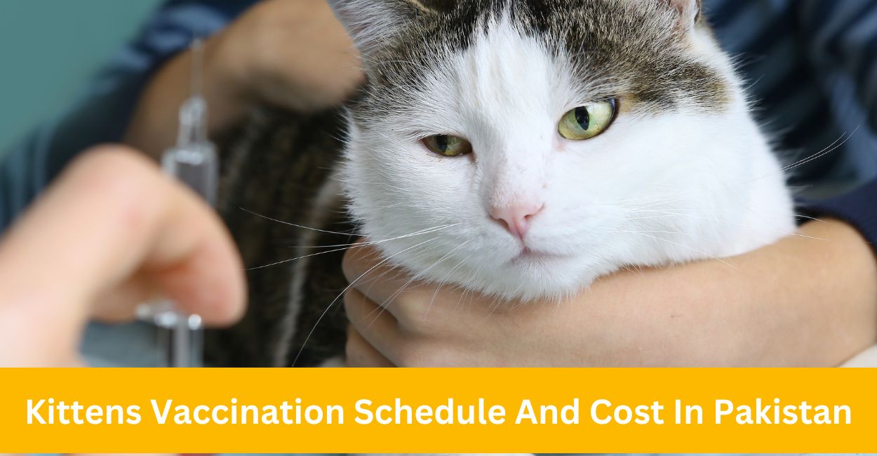 Kittens Vaccination Schedule And Cost In Pakistan