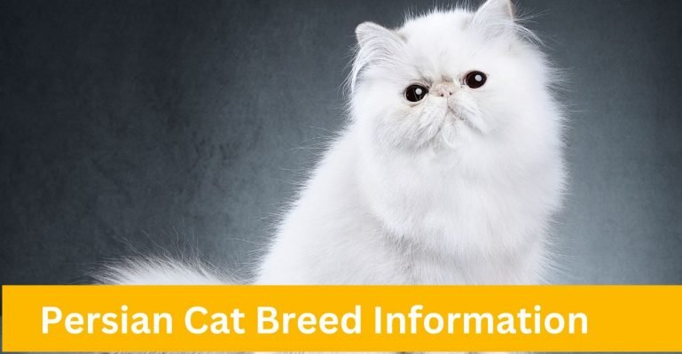 Persian Cat Breed Information Everything You Need To Know