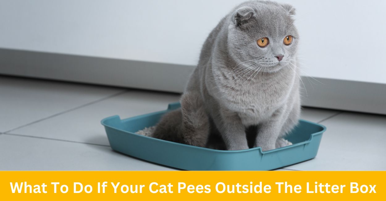 What To Do If Your Cat Pees Outside The Litter Box