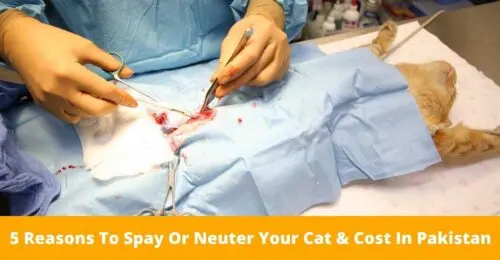 5 Reasons To Spay Or Neuter Your Cat & Cost In Pakistan