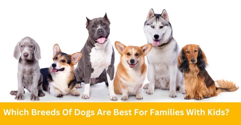 Which Breeds Of Dogs Are Best For Families With Kids?