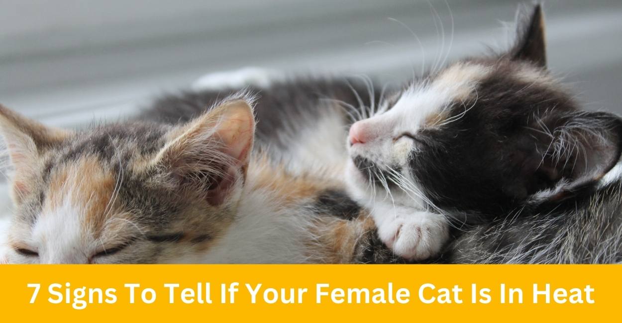 7 Signs To Tell If Your Female Cat Is In Heat