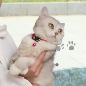 Pet Reflective Collar With Bell For Cat