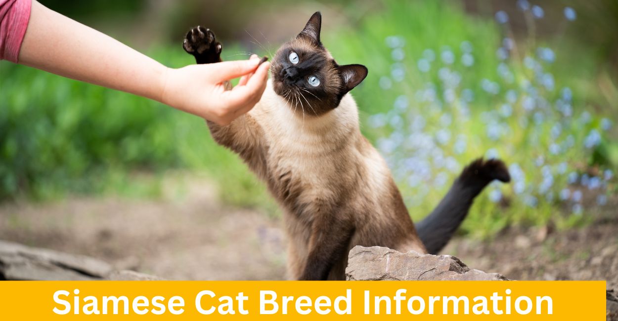 Siamese Cat Breed Information Every thing You Need To Know