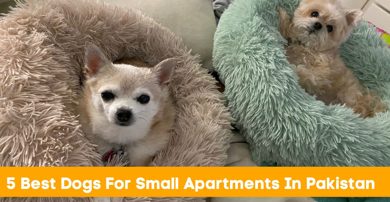 5 Best Dogs For Small Apartments In Pakistan