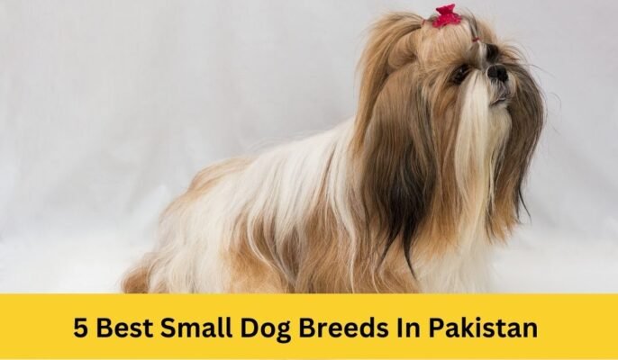5 Best Small Dog Breeds In Pakistan