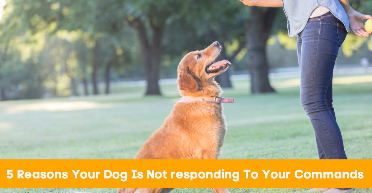 5 Reasons Your Dog Is Not responding To Your Commands