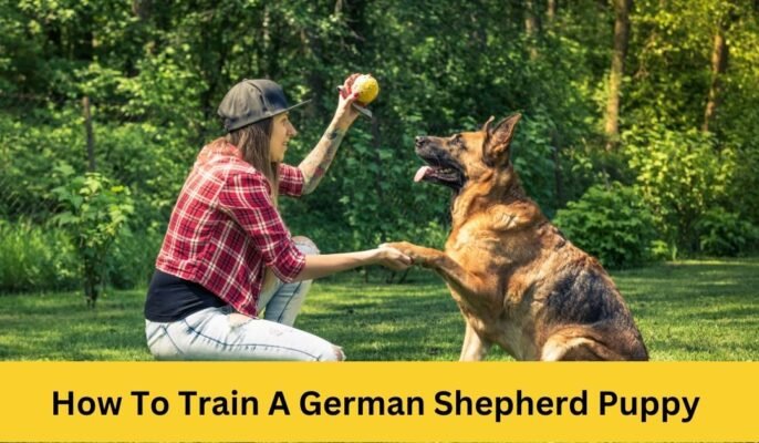 How To Train A German Shepherd Puppy: Timeline 4 Weeks to 1 Year