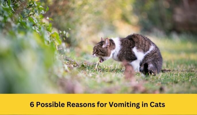 6 Possible Reasons for Vomiting in Cats