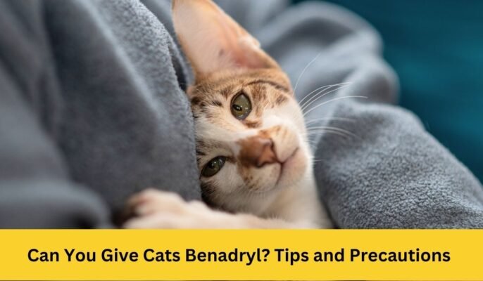 Can You Give Cats Benadryl? Tips and Precautions