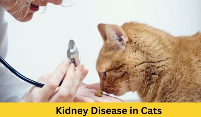 What Is Kidney Disease in Cats? Symptoms, Causes, Diagnosis, and Treatment
