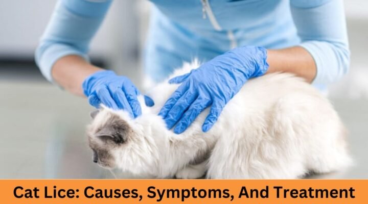 Cat Lice: Causes, Symptoms, And Treatment