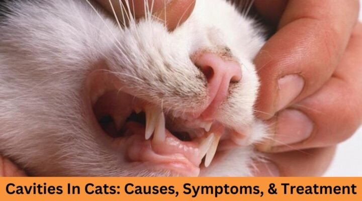Cavities In Cats: Causes, Symptoms, & Treatment