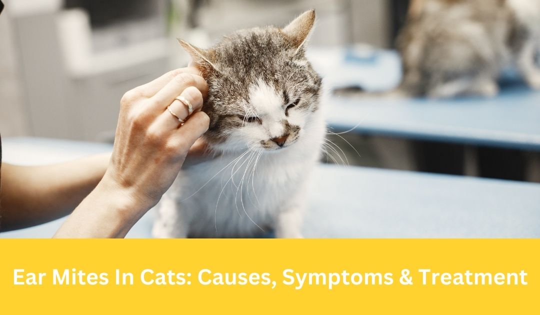 Ear Mites In Cats: Causes, Symptoms & Treatment