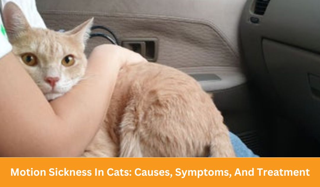 Motion Sickness In Cats: Causes, Symptoms, And Treatment