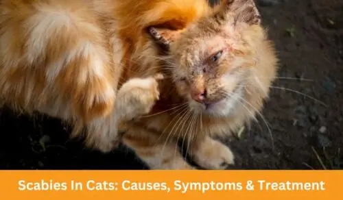 Scabies In Cats: Causes, Symptoms & Treatment