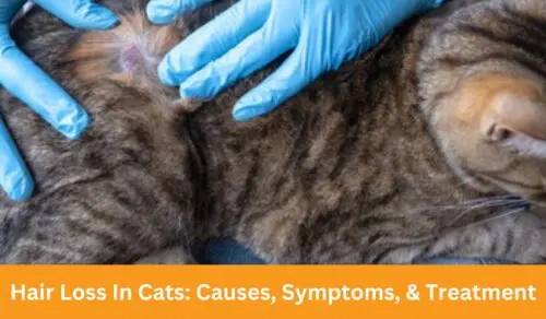 Hair Loss In Cats: Causes, Symptoms, & Treatment
