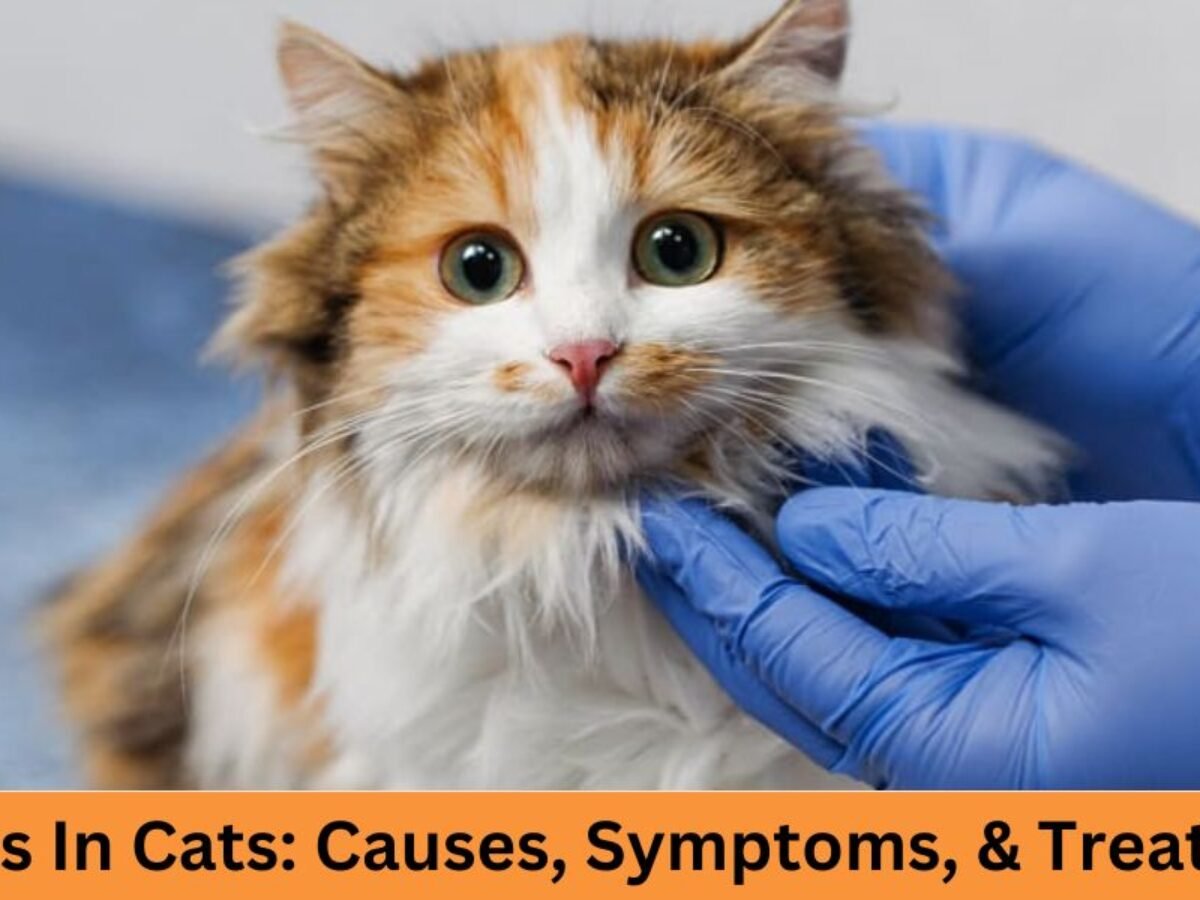 Rabies Symptoms In Cats Is TNR Spreading Rabies? | PETA