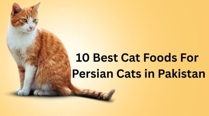 10 Best Cat Foods For Persian Cats in Pakistan