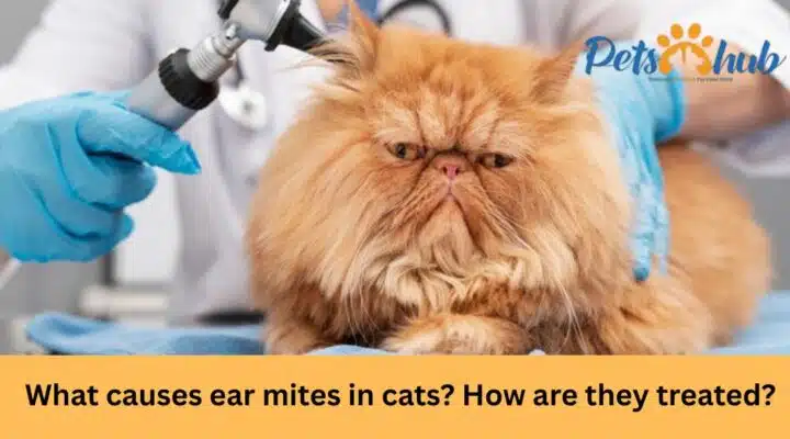 Ear Mites in Cats: Symptoms, Treatment & Prevention-Vet-Backed Guide