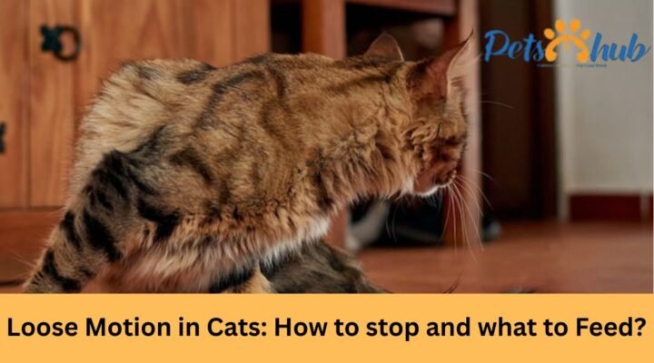 Loose Motion in Cats