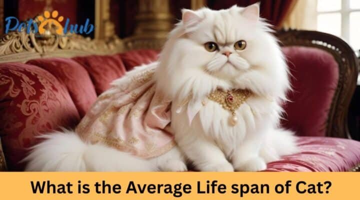 What is the Average Life span of Cat?