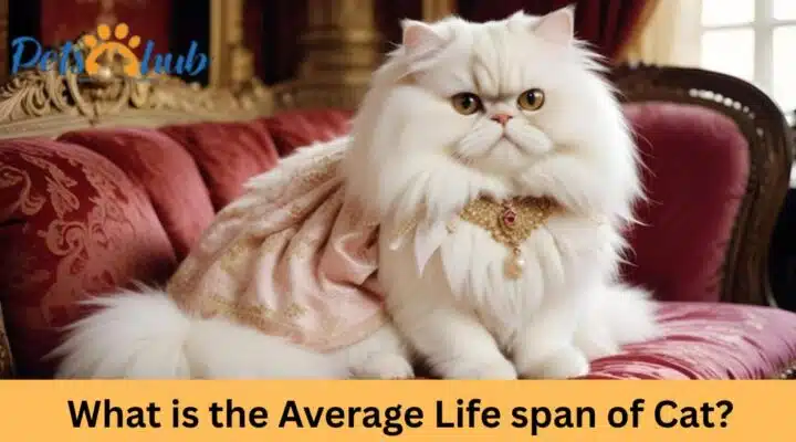 What is the Average Life span of Cat?