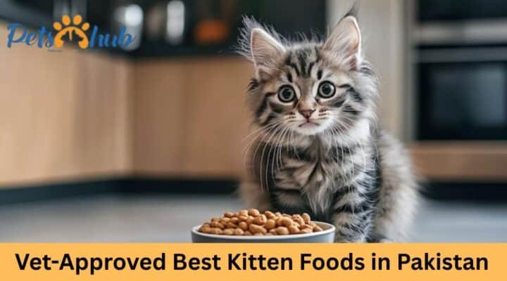Best Kitten Food in Pakistan