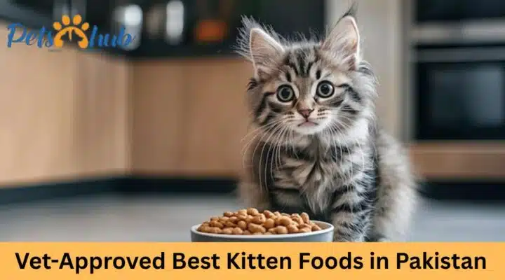 Best Kitten Food in Pakistan