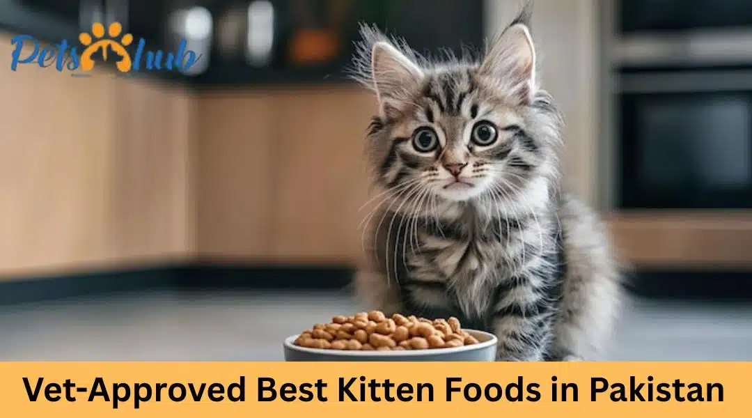 Best Kitten Food in Pakistan