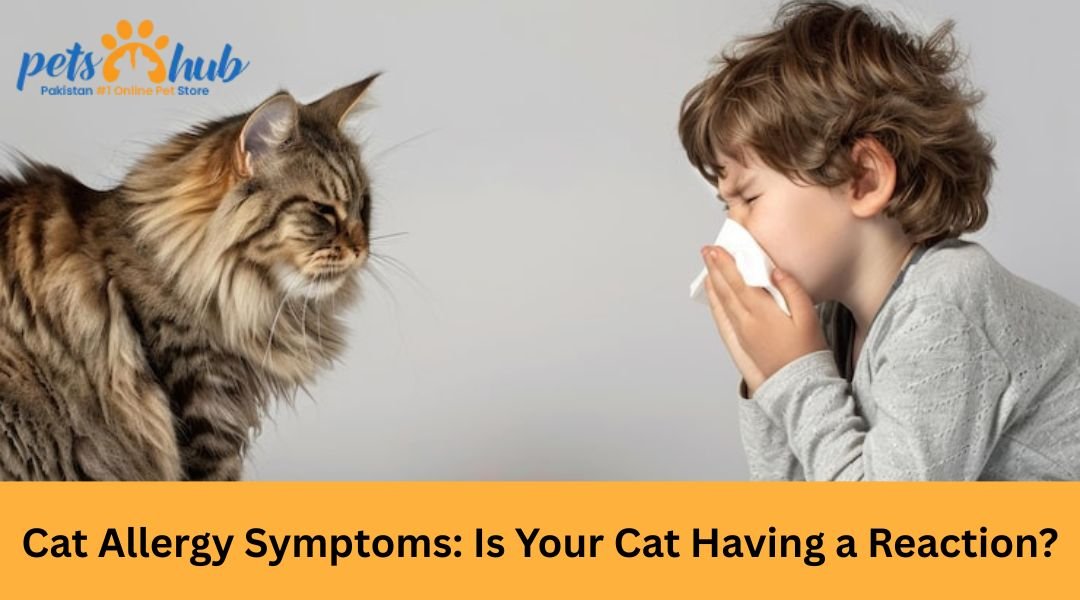 Cat Allergy Symptoms: Is Your Cat Having a Reaction?