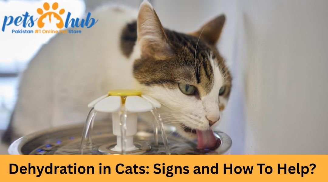 Dehydration in Cats: Signs and How To Help?