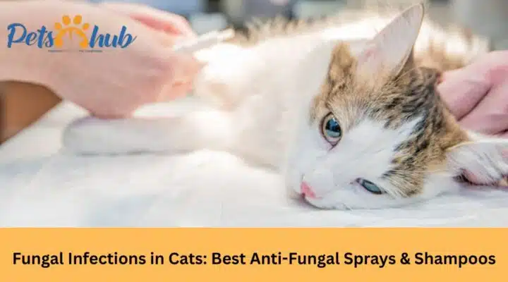 Fungal Infections in Cats: Best Anti-Fungal Sprays & Shampoos