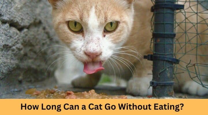 How Long Can a Cat Go Without Eating?