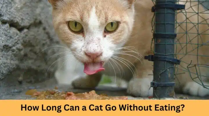 How Long Can a Cat Go Without Eating?
