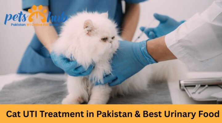 Cat UTI Treatment in Pakistan & Best Urinary Food