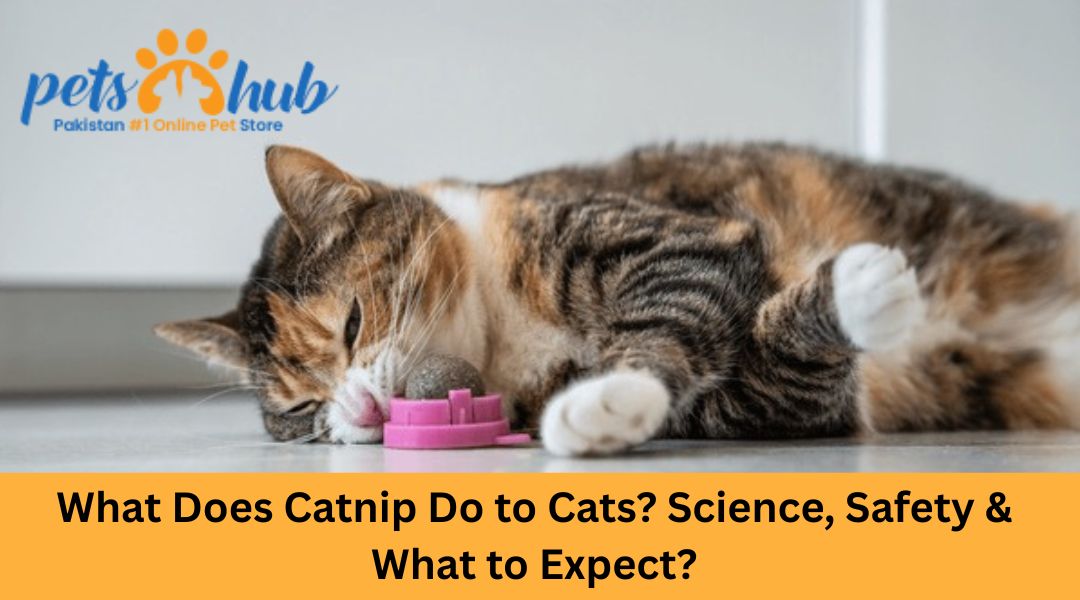 What Does Catnip Do to Cats? Science, Safety & What to Expect