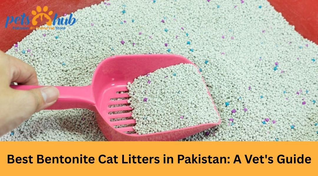 Best Bentonite Cat Litter in Pakistan: A Vet's Guide