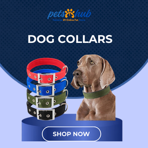 Dog Collars